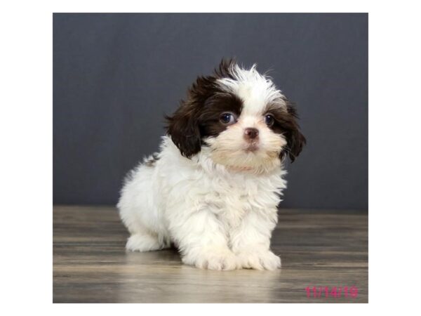 Shih Tzu DOG Male White / Chocolate 1291 Petland Florence, Kentucky