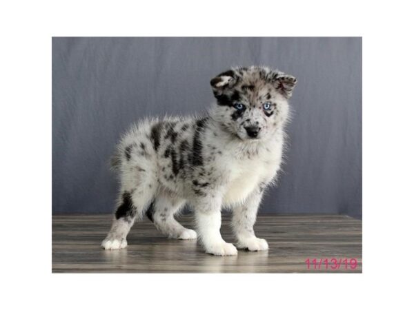 Pomsky DOG Male Blue Merle 1292 Petland Florence, Kentucky