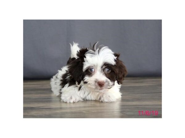 Havanese-DOG-Male-Chocolate / White-1293-Petland Florence, Kentucky