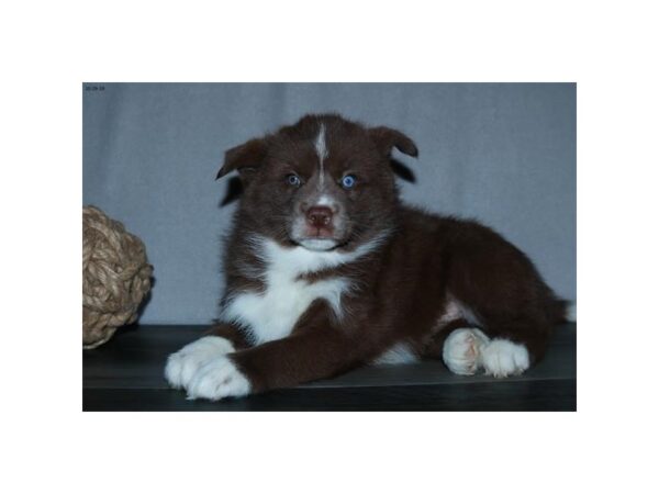 Pomsky-DOG-Male-Chocolate / White-1294-Petland Florence, Kentucky