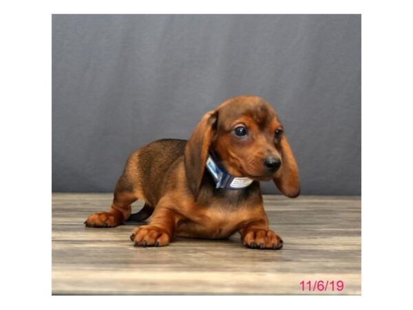 Dachshund DOG Male Wild Boar 1295 Petland Florence, Kentucky