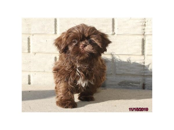 Shih Tzu DOG Female Chocolate / White 1297 Petland Florence, Kentucky