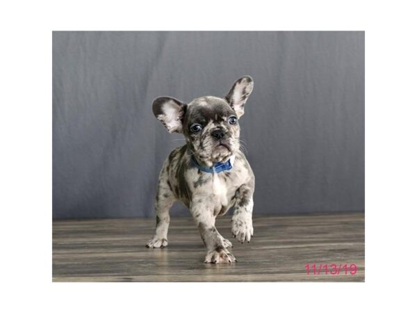 French Bulldog DOG Male Blue Merle 1298 Petland Florence, Kentucky