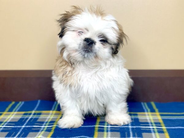 Pekingese/Shih Tzu-DOG-Female-gld & wh-1299-Petland Florence, Kentucky