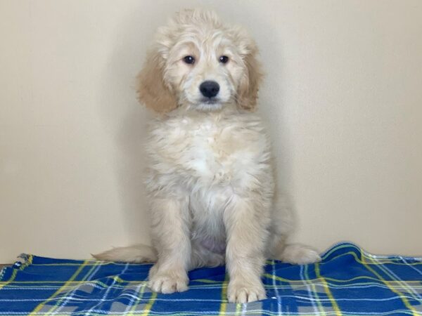 Goldendoodle 2nd Gen DOG Male Golden 1304 Petland Florence, Kentucky