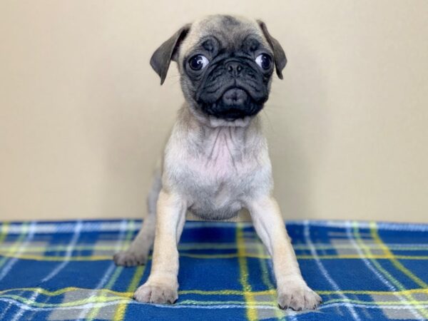 Pug DOG Female Fawn 1303 Petland Florence, Kentucky