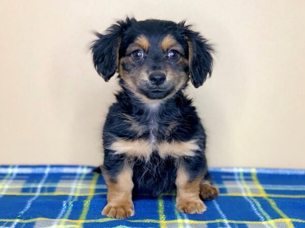 Chiweenie DOG Male Black / Tan 1302 Petland Florence, Kentucky