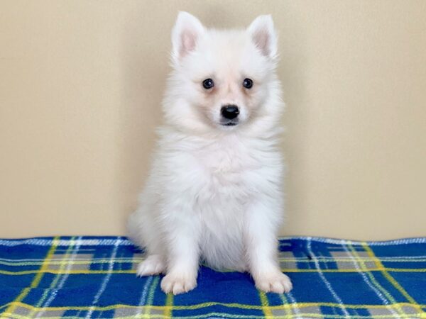 American Eskimo Dog DOG Female White 1301 Petland Florence, Kentucky