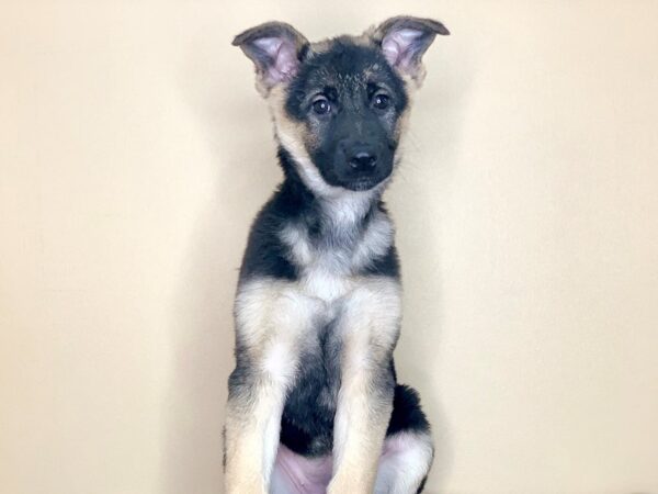 German Shepherd Dog-DOG-Female-Black / Tan-1300-Petland Florence, Kentucky