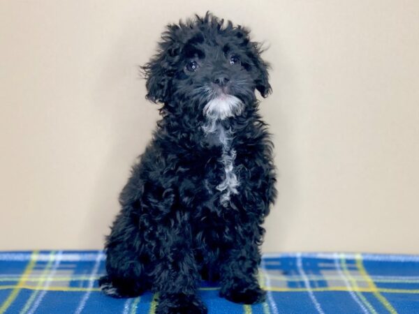 Poodle/Havanese-DOG-Male-Black-1311-Petland Florence, Kentucky