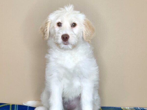 Poodle/Siberian Husky DOG Female White 1310 Petland Florence, Kentucky