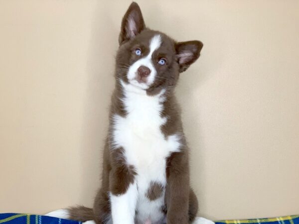 Pomsky-DOG-Male-Chocolate / White-1309-Petland Florence, Kentucky