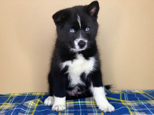 Pomsky DOG Male Black / White 1308 Petland Florence, Kentucky