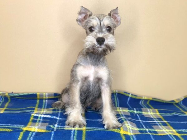 Miniature Schnauzer DOG Male Salt / Pepper 1307 Petland Florence, Kentucky