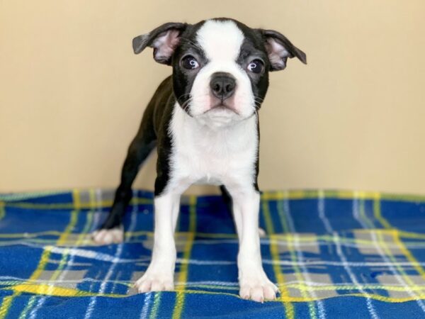 Boston Terrier DOG Female Black / White 1306 Petland Florence, Kentucky