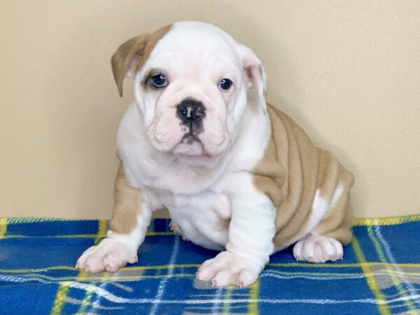 Bulldog DOG Female Red / White 1305 Petland Florence, Kentucky