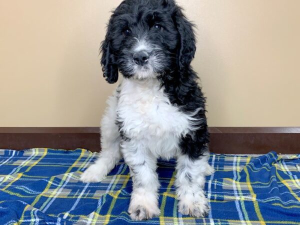 Newfoundland/Poodle DOG Female Black / White 1319 Petland Florence, Kentucky