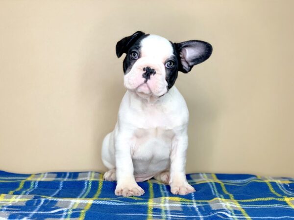 French Bulldog DOG Male Black 1318 Petland Florence, Kentucky