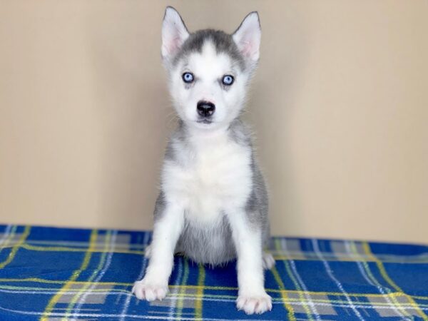 Siberian Husky DOG Female Gray / White 1317 Petland Florence, Kentucky