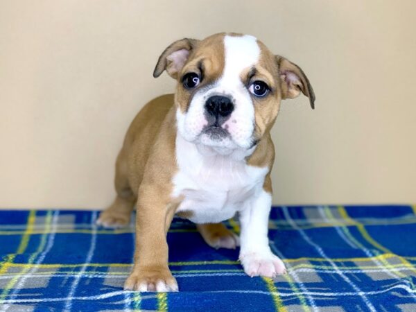 Bulldog-DOG-Female-Red-1316-Petland Florence, Kentucky