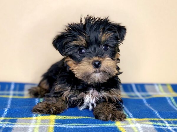 Yorkshire Terrier-DOG-Female-Black / Tan-1315-Petland Florence, Kentucky