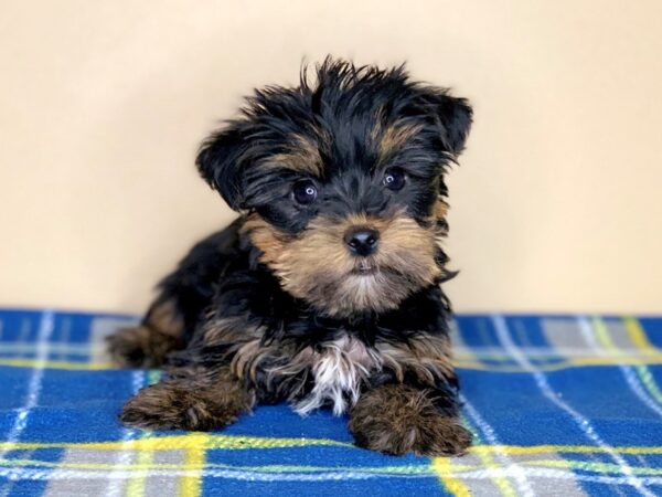 Yorkshire Terrier DOG Female Black / Tan 1315 Petland Florence, Kentucky