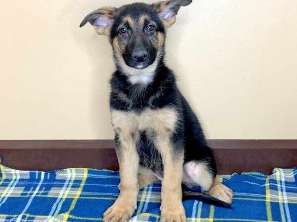 German Shepherd Dog DOG Female Black / Tan 1314 Petland Florence, Kentucky