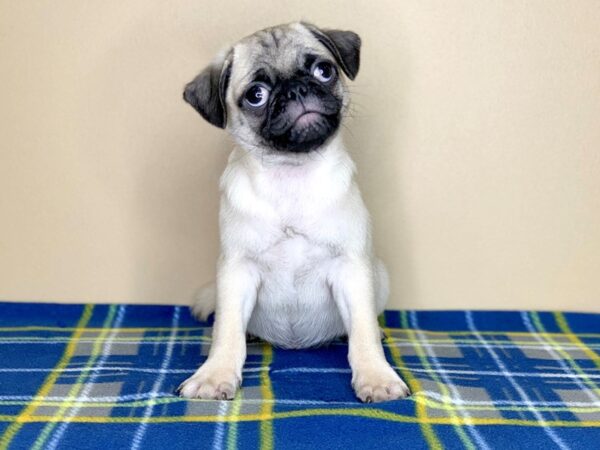 Pug-DOG-Male-FAWN-1313-Petland Florence, Kentucky