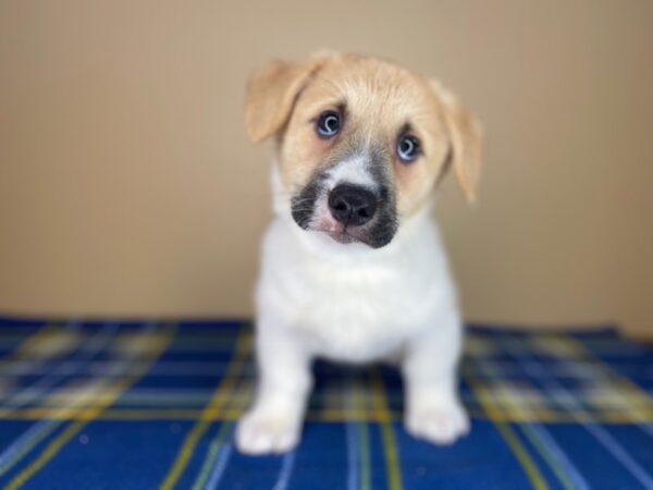 Pembroke Welsh Corgi DOG Male Red / White 1326 Petland Florence, Kentucky