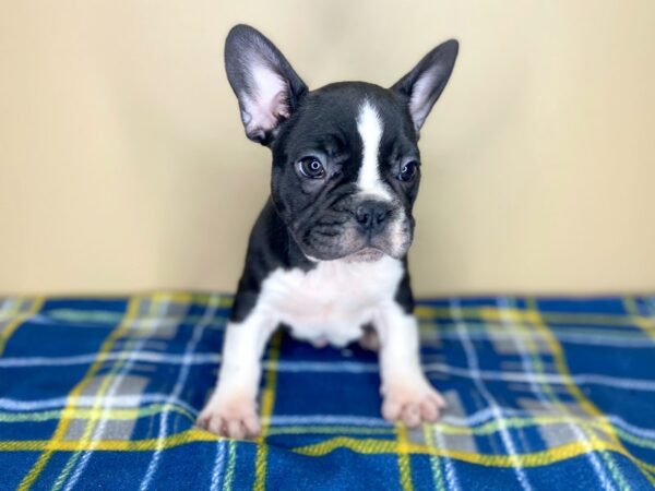 French Bulldog DOG Male Black / White 1320 Petland Florence, Kentucky