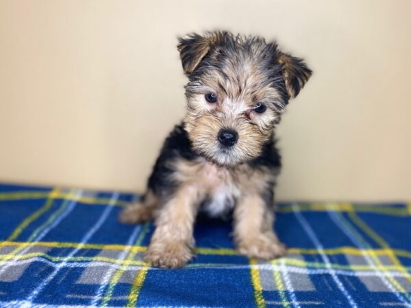 Yorkshire Terrier DOG Male Black / Tan 1321 Petland Florence, Kentucky