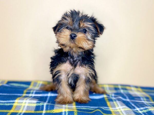 Yorkshire Terrier DOG Female Black / Tan 1322 Petland Florence, Kentucky