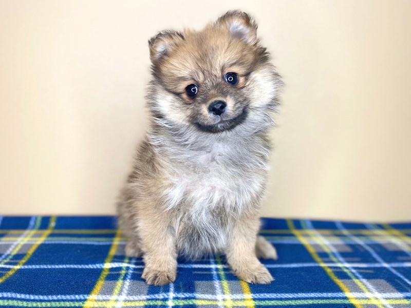 Orange merle pomeranian sale