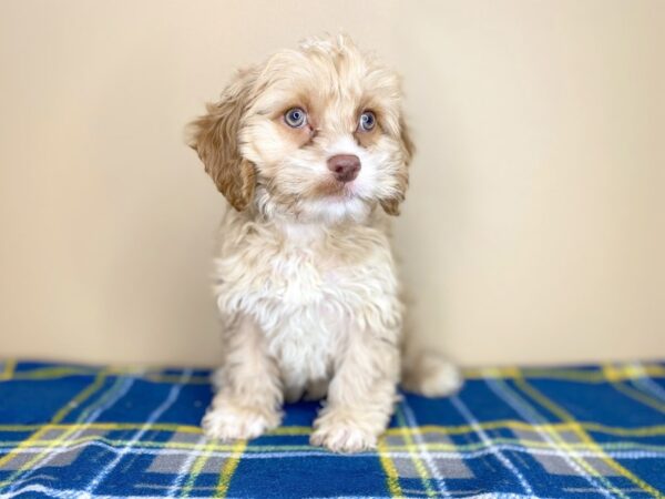 Cock A Poo-DOG-Male-Buff-1324-Petland Florence, Kentucky