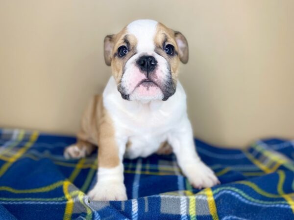 Bulldog DOG Male Red / White 1332 Petland Florence, Kentucky