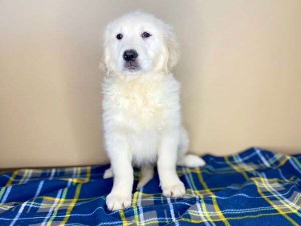 Golden Retriever DOG Female Cream 1331 Petland Florence, Kentucky