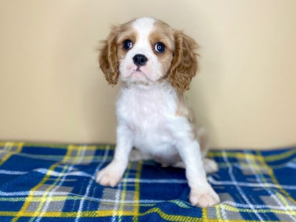 Cavalier King Charles Spaniel-DOG-Male-Blenheim-1330-Petland Florence, Kentucky