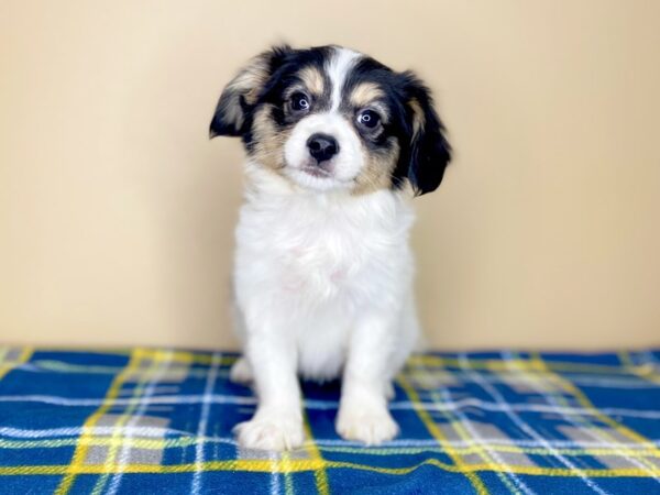 Papillon DOG Male Black White / Tan 1329 Petland Florence, Kentucky