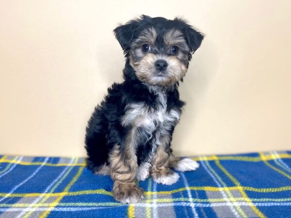 Yorkie/Bichon DOG Male Black / Tan 1328 Petland Florence, Kentucky