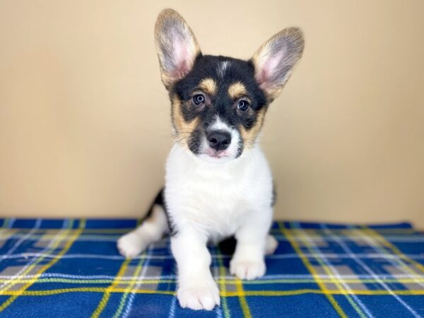 Pembroke Welsh Corgi DOG Female Black / White 1327 Petland Florence, Kentucky