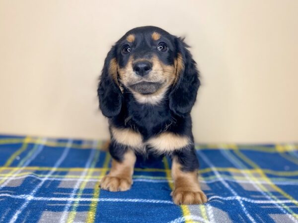 Dachshund DOG Female Black / Tan 1325 Petland Florence, Kentucky