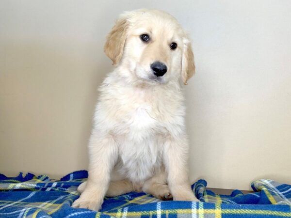 Golden Retriever DOG Male Golden 1337 Petland Florence, Kentucky