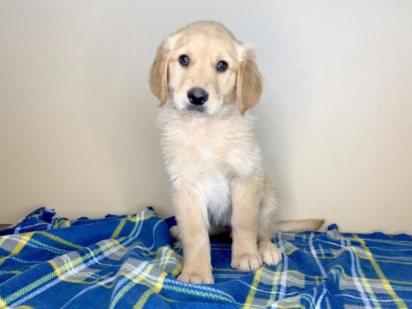 Golden Retriever DOG Female Golden 1336 Petland Florence, Kentucky