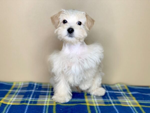 Schnoodle-DOG-Male-Apricot-1335-Petland Florence, Kentucky