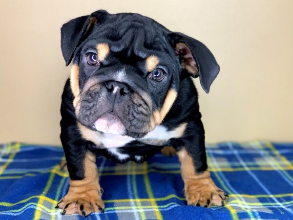 Bulldog DOG Male Black / Tan 1334 Petland Florence, Kentucky