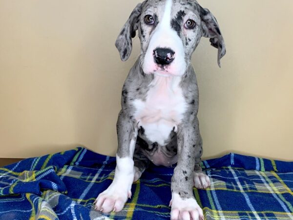 Great Dane DOG Female Blue Merle 1333 Petland Florence, Kentucky