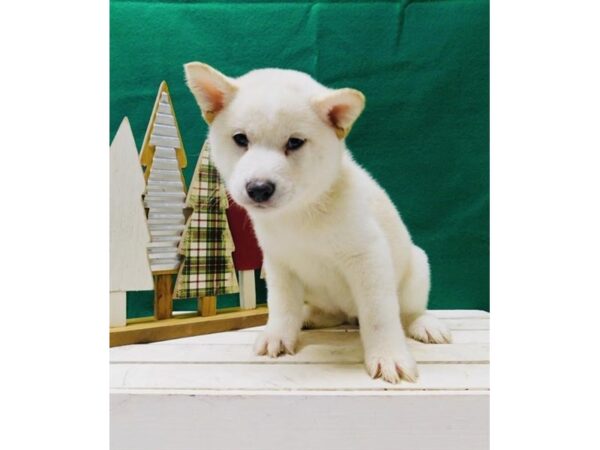 Shiba Inu-DOG-Female-Cream-1344-Petland Florence, Kentucky