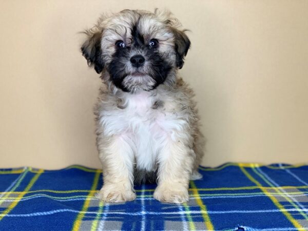 Teddy Bear-DOG-Male-Gold-1347-Petland Florence, Kentucky