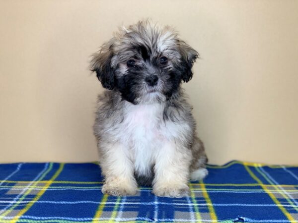 Teddy Bear-DOG-Female-Gold-1346-Petland Florence, Kentucky