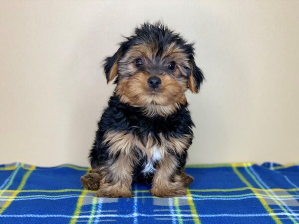 Yorkshire Terrier DOG Male Black / Tan 1345 Petland Florence, Kentucky